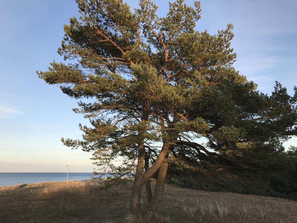 Zum Nordstrand Prerow Ngoại thất bức ảnh